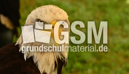 Weißkopf-Seeadler (07).jpg